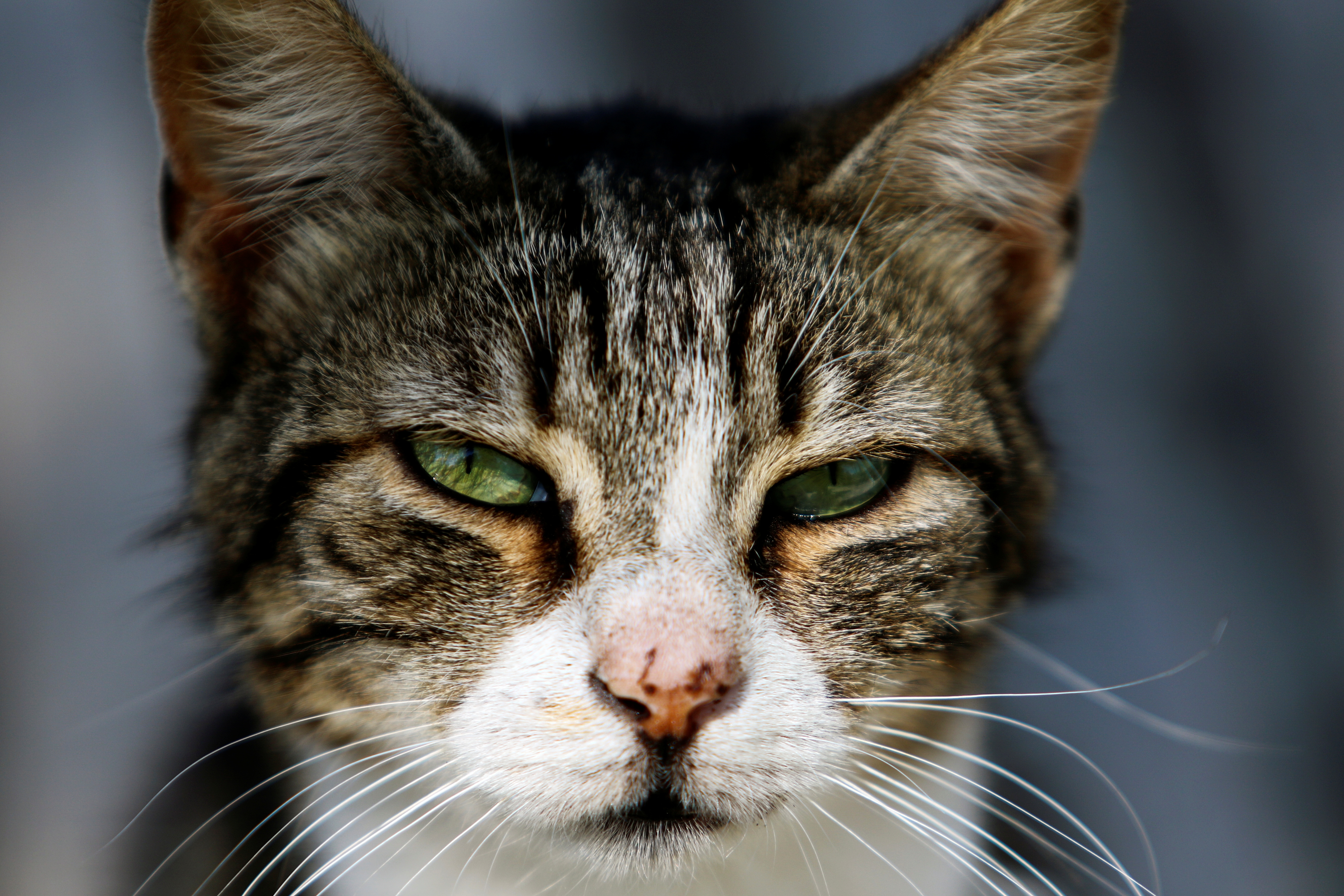 image Man arrested in north after killing cat and sharing grotesque picture to social media