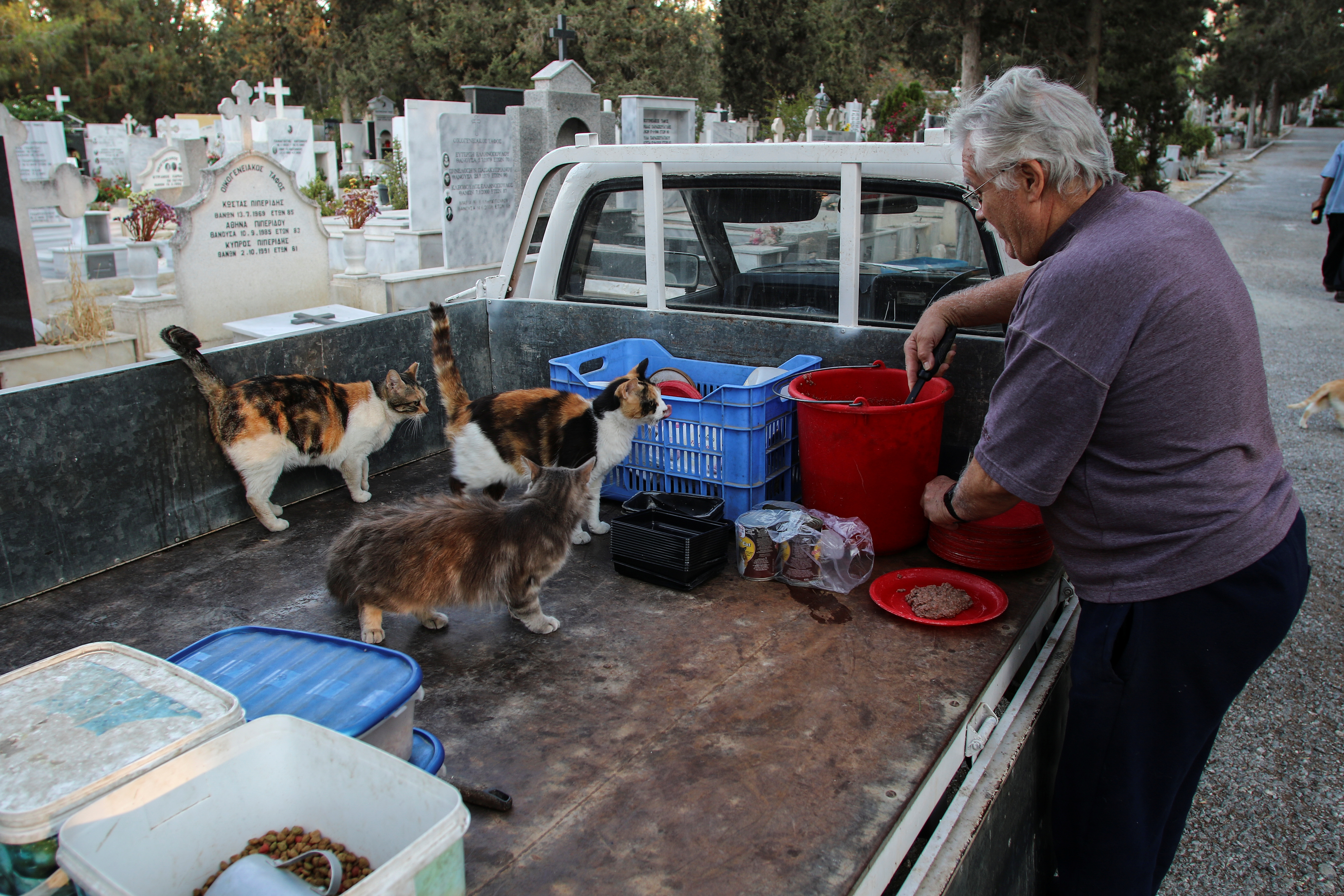 volunteer and chairman of the cats paws society dinos ayiomamitis prepares food for stray cats in a cemetery in nicosia