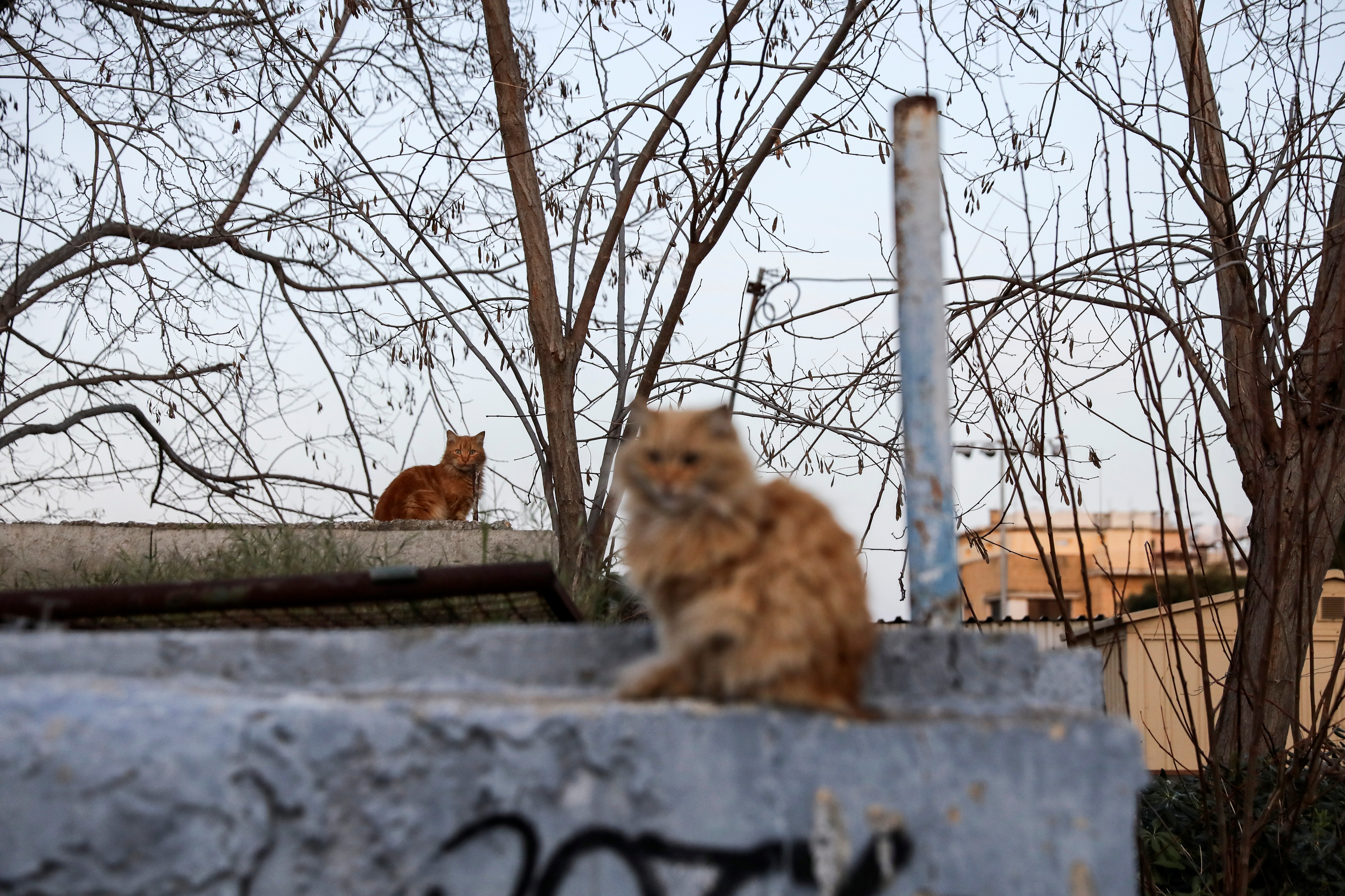 image Vets call for human medicines to fight feline coronavirus