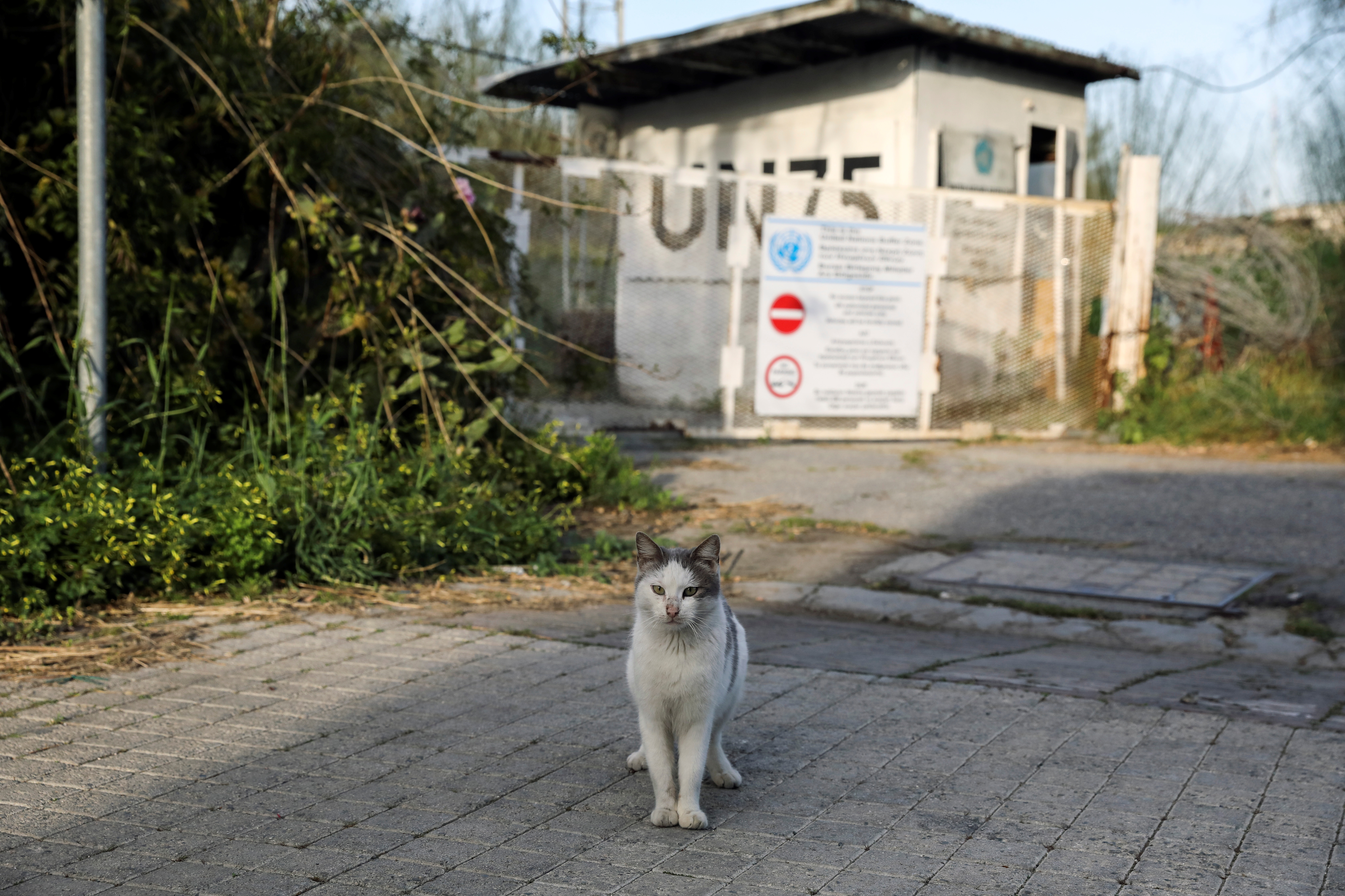 a stray cat sits next to a guard post in the un controlled buffer zone in nicosia