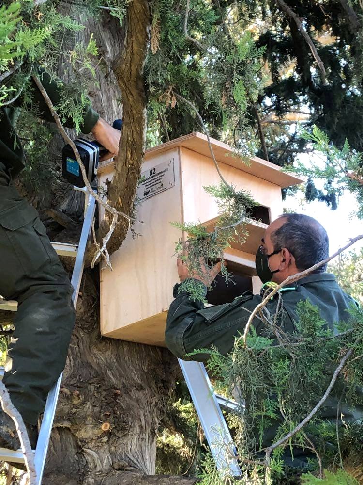 image Paphos village provides nests for barn owls to control rat population