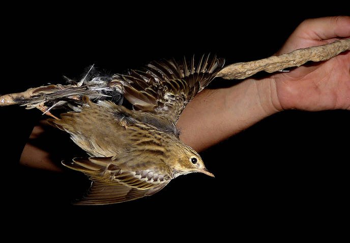 image Political parties lied over bird-trapping policies