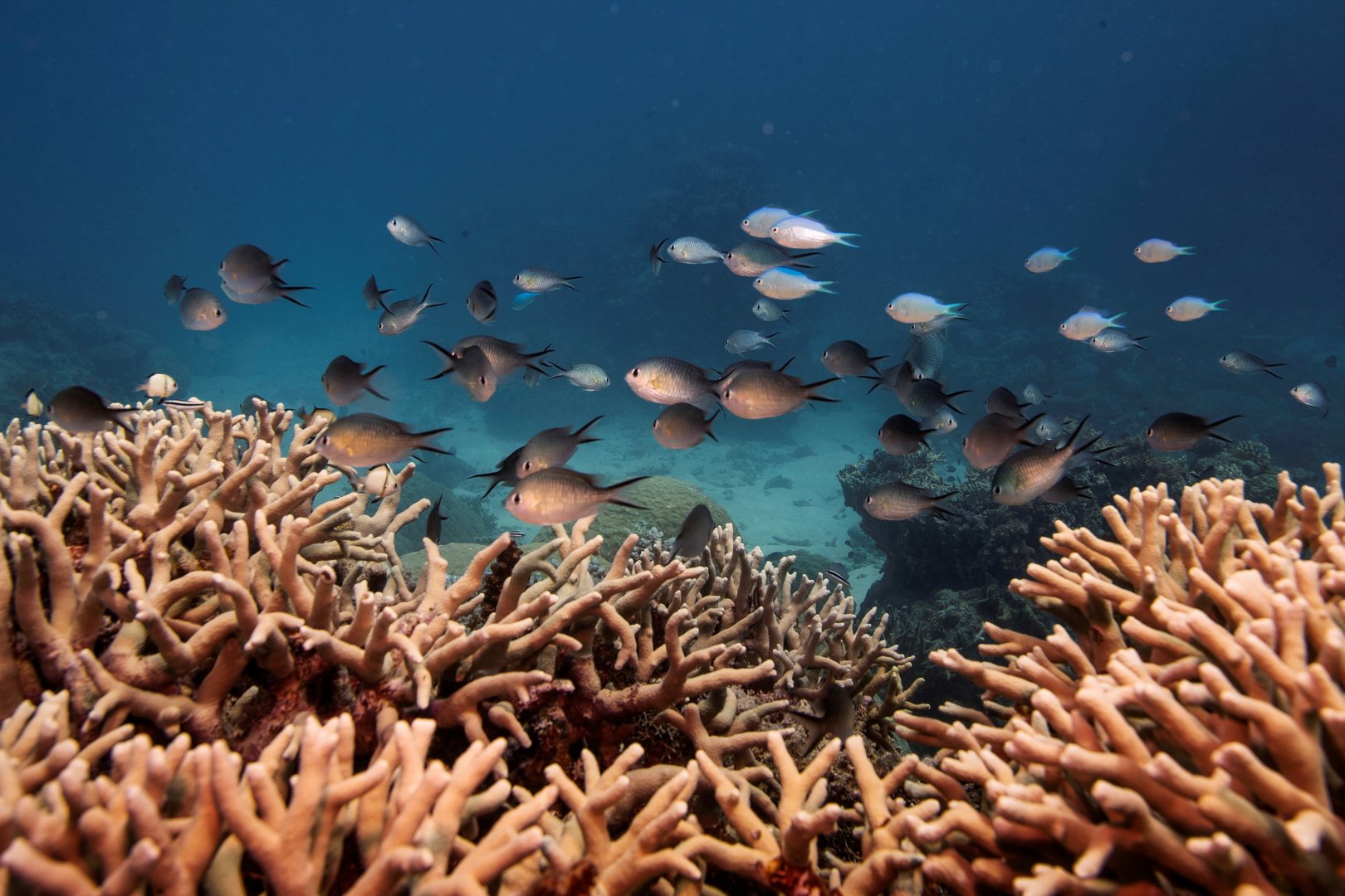 image UN irks Australia by recommending that Great Barrier Reef be listed &#8216;in danger&#8217;