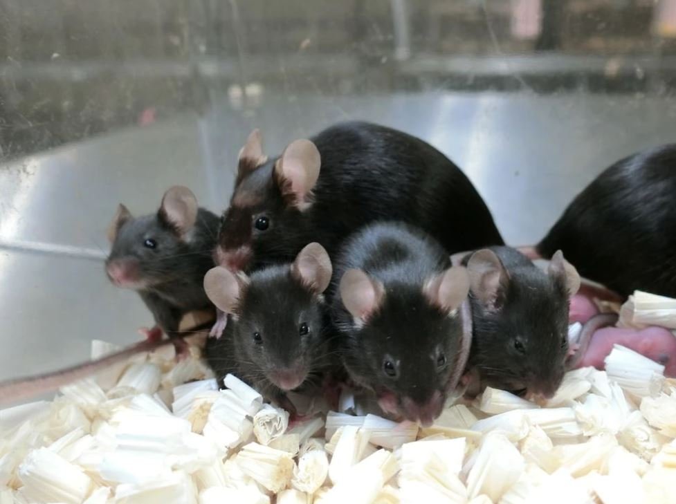 image Pioneering space reproduction research yields healthy baby mice