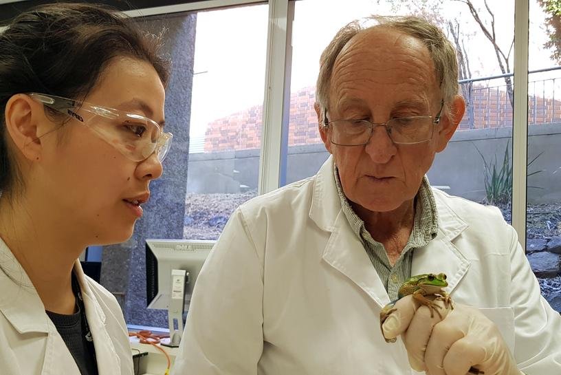 image Australian scientist speaks to frogs, fears their silence