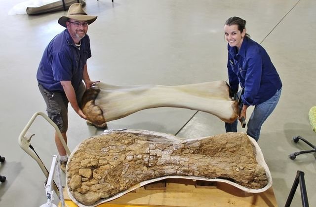 image New dinosaur species discovered in Australia, one of world’s biggest