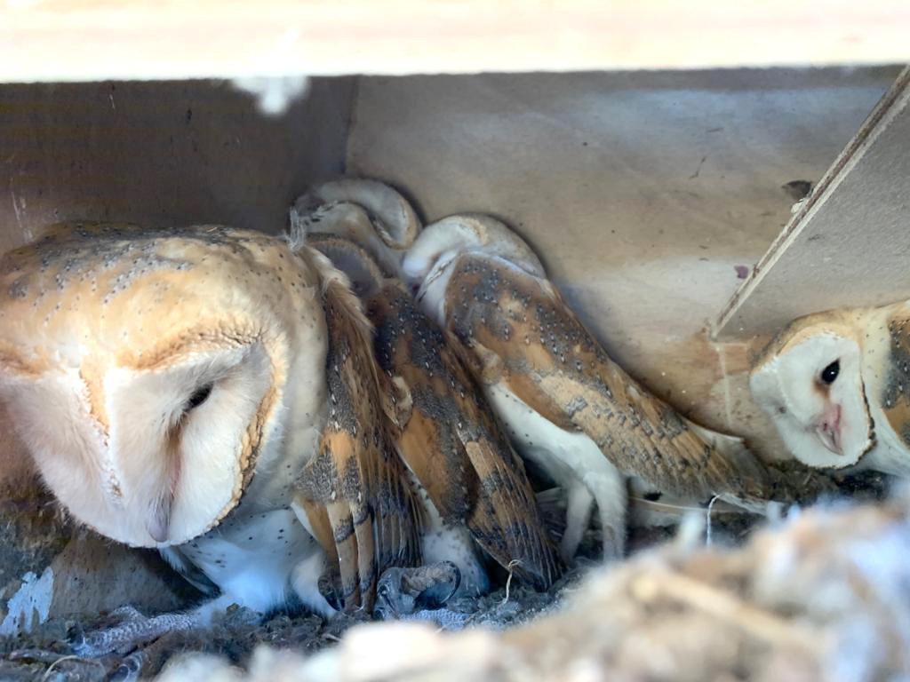 image Owls and rats and poison traps