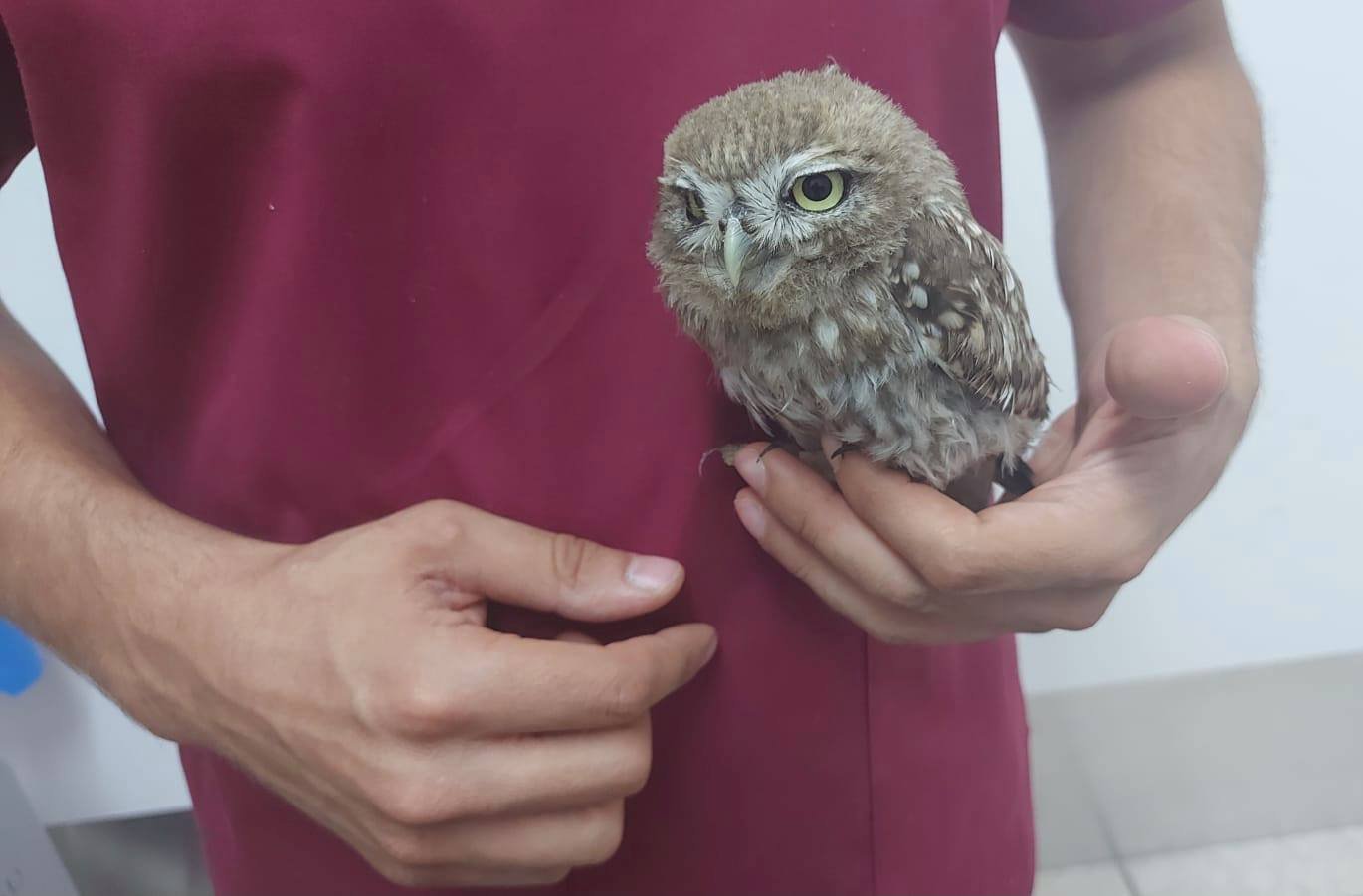 image What to do if you find an injured bird