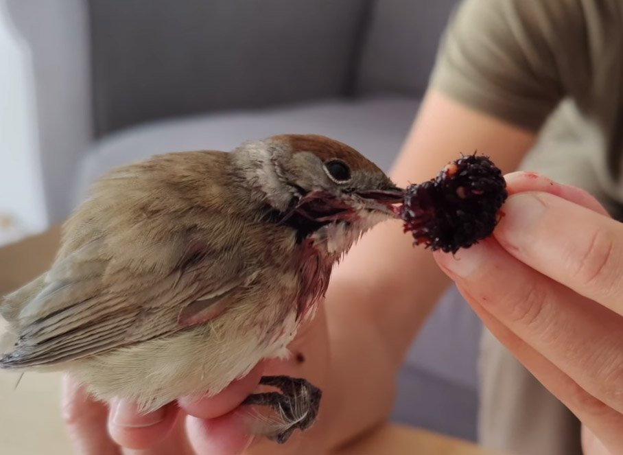 image Bird activists say helped convict 49 poachers