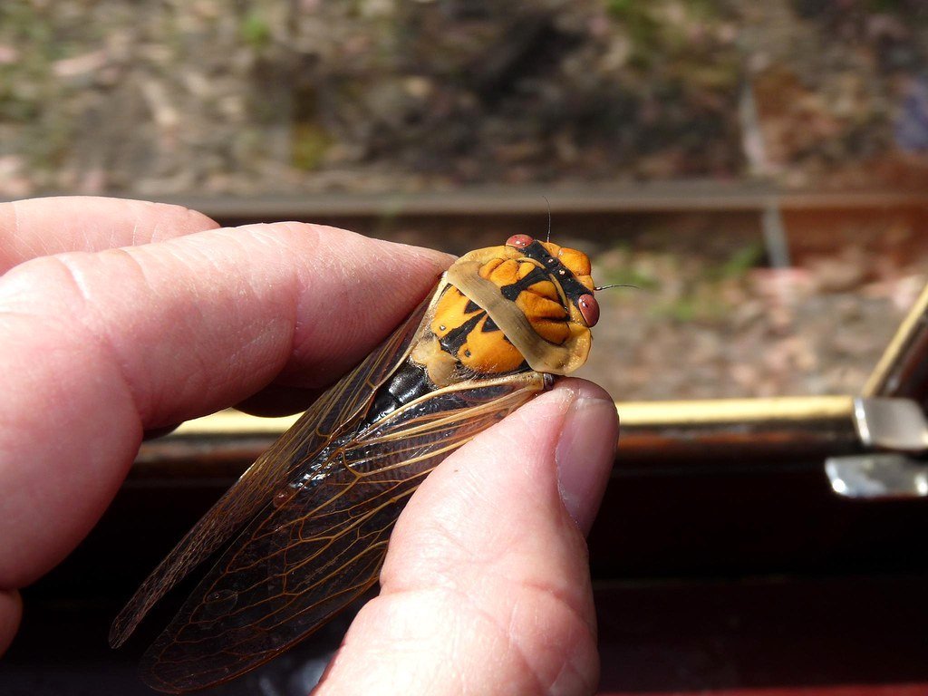 image Chocolate-covered cicadas a hit in Maryland