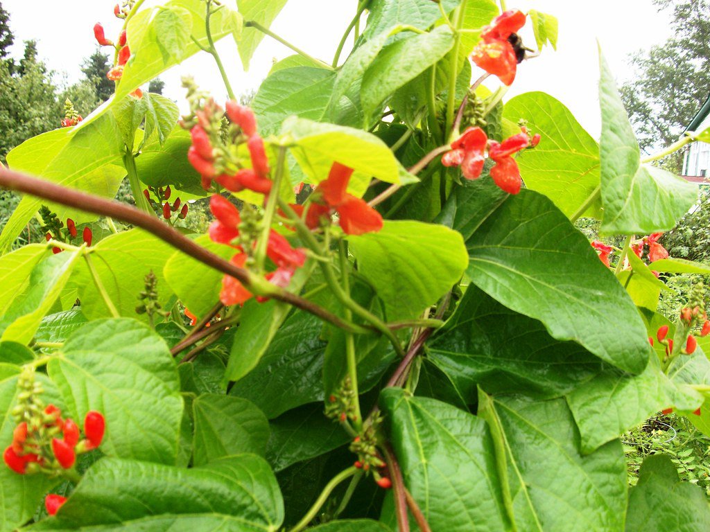 image Haughty kulture