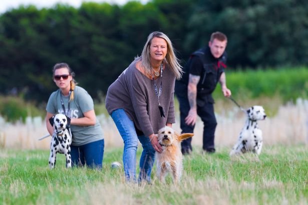 image Cyprus stray dog ends up as star of Disney film Cruella