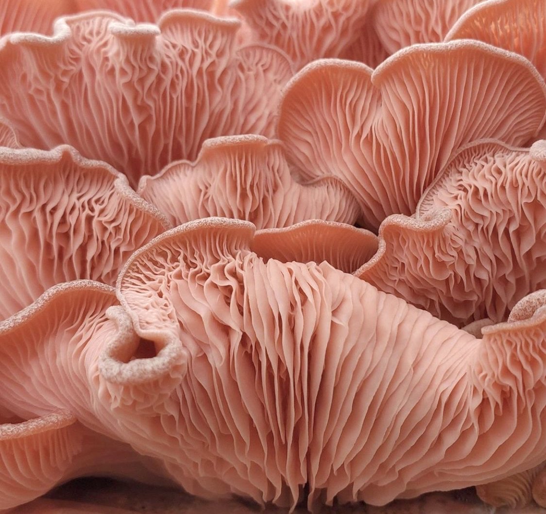 image Mushrooms: the fun, funky fungi