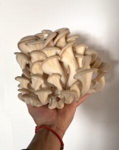feature antigone oysters (pleurotus ostreatus)