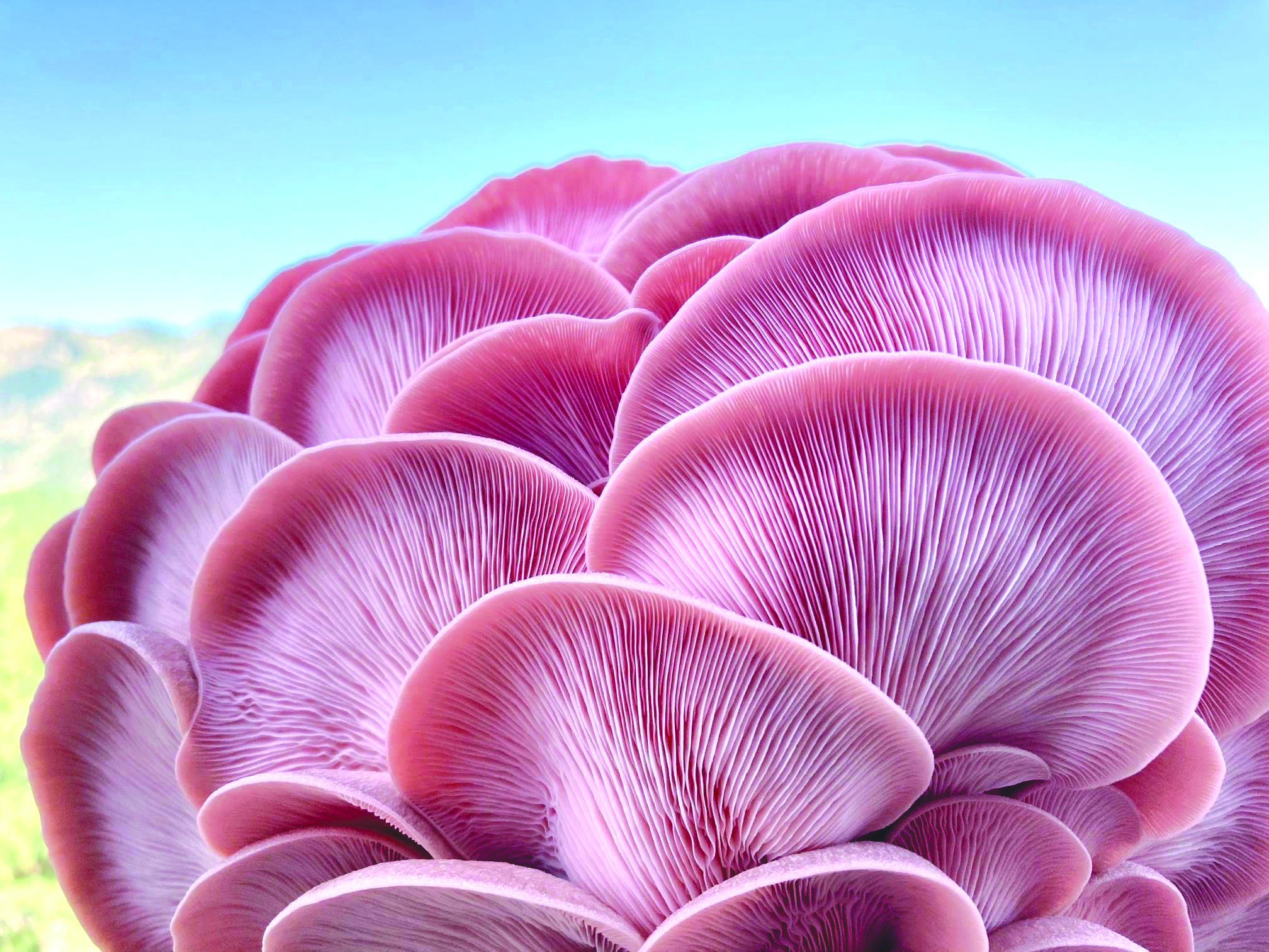 feature antigone pink oysters (pleurotus djamor)