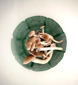 feature antigone pioppino mushrooms (cyclocybe aegerita, aka black poplar mushrooms)