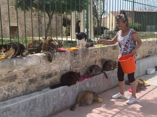 image Pandemic leaves cat lady with extra mouths to feed