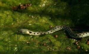 feature evie the natrix natrix cypriaca is found only in cyprus