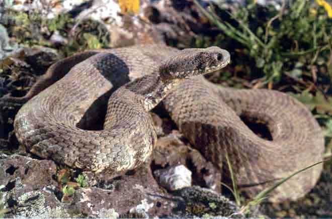 image Snakes’ hunt for water leading to increased sightings 