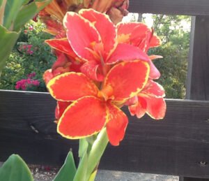 feature what do in garden canna lucifer