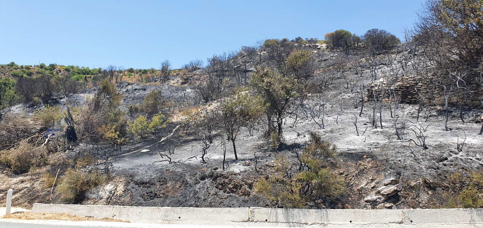 image Firefighters bring Nicosia and Paphos fires under control (Update 3)