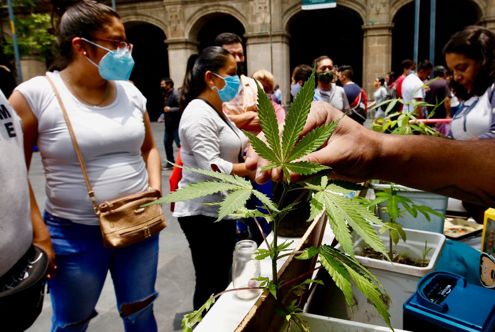 image Mexican Supreme Court rules government should legalize recreational pot