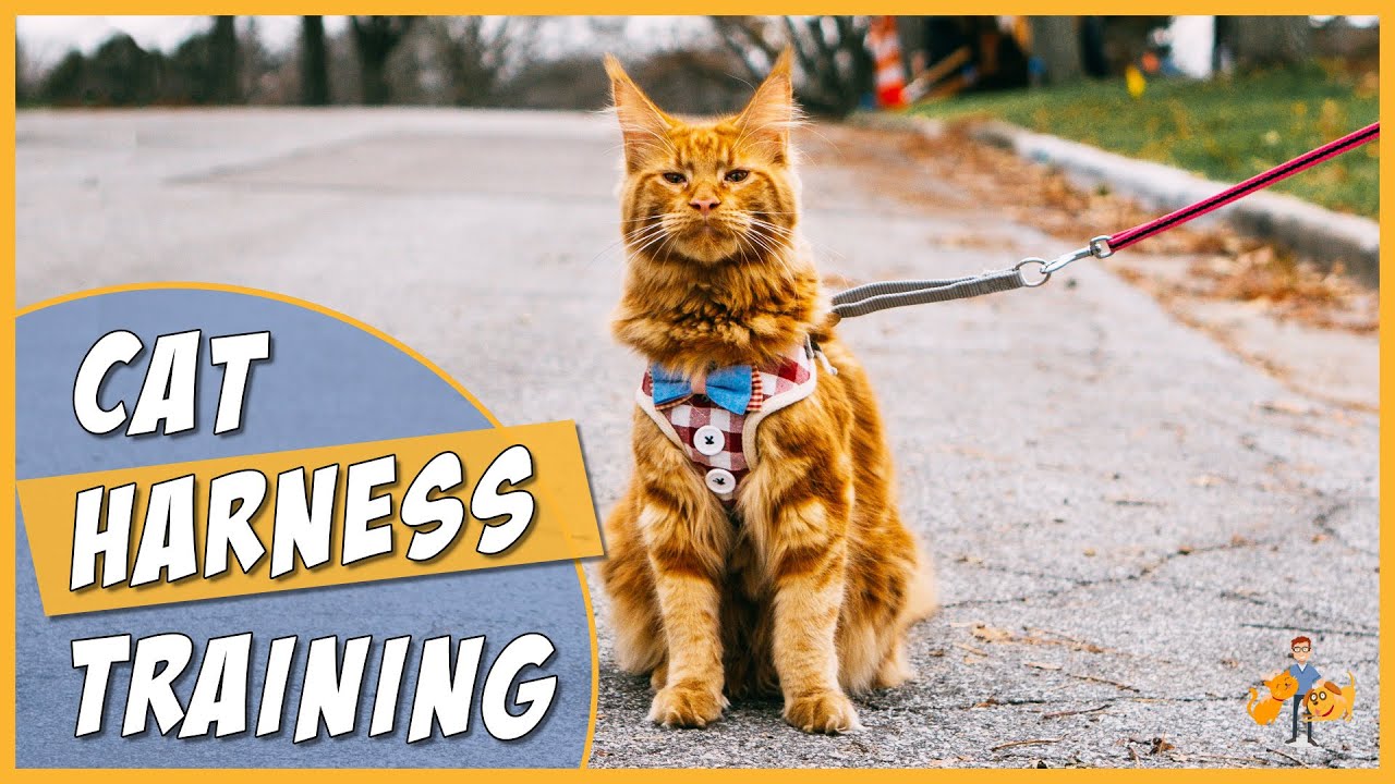 image Cat-walking and harness-training: top tips and benefits