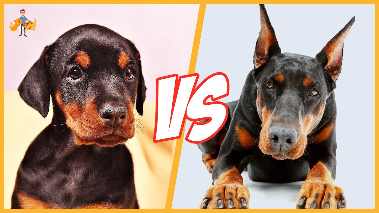 image A veterinarian take on controversial ear-cropping