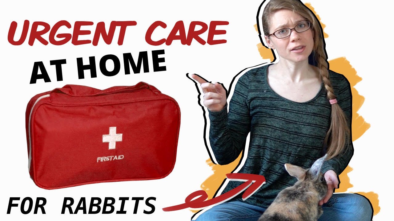 image What to keep in your rabbit First Aid kit