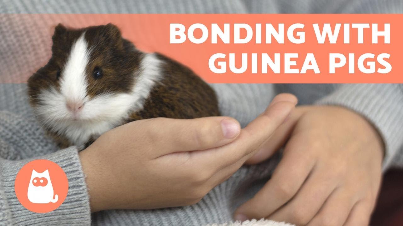 image Guinea pig care: four keys to bond and make them feel safe