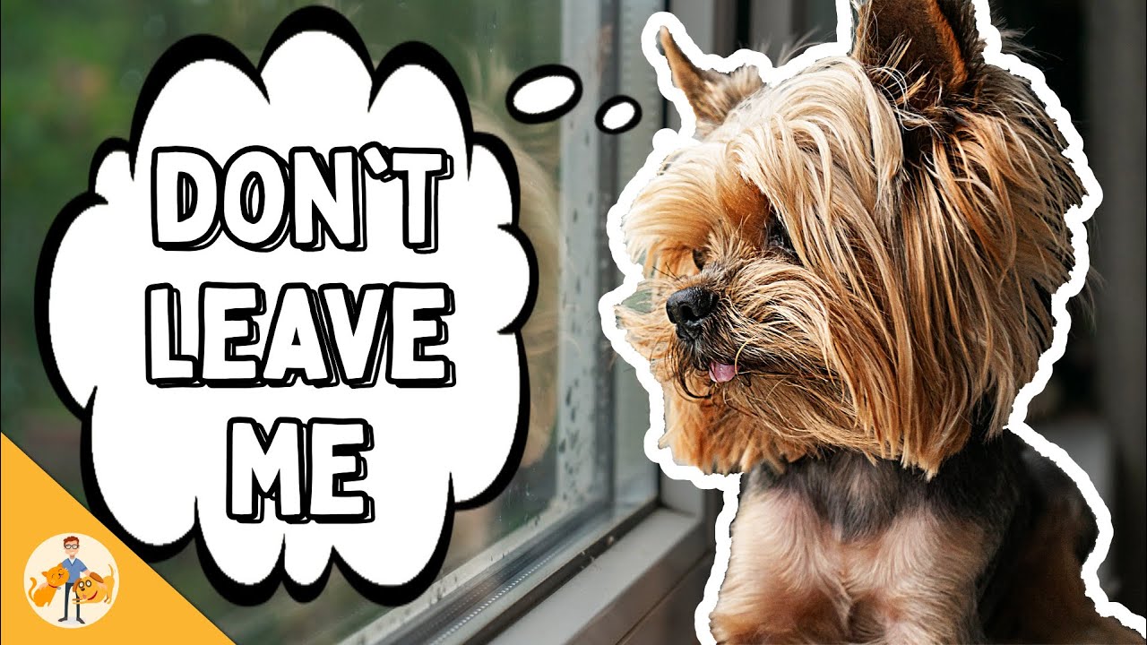 image A closer look at separation anxiety in dogs
