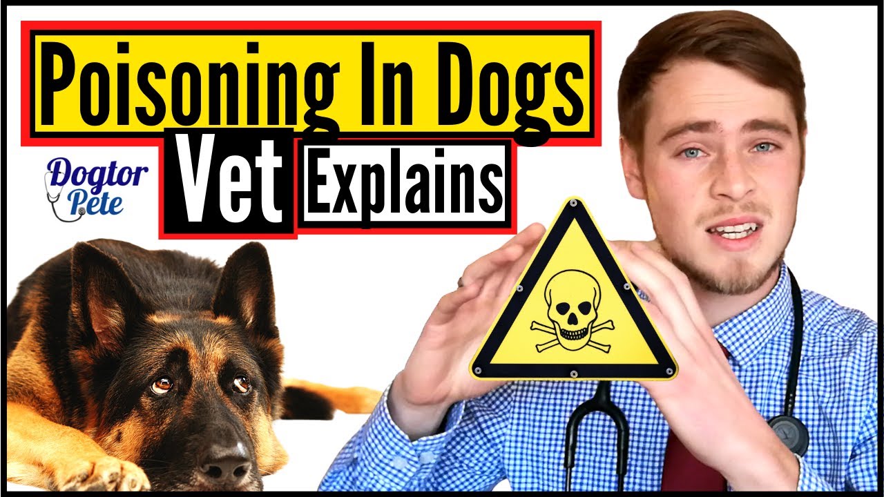 image How to treat a poisoned dog: warning signs and responses