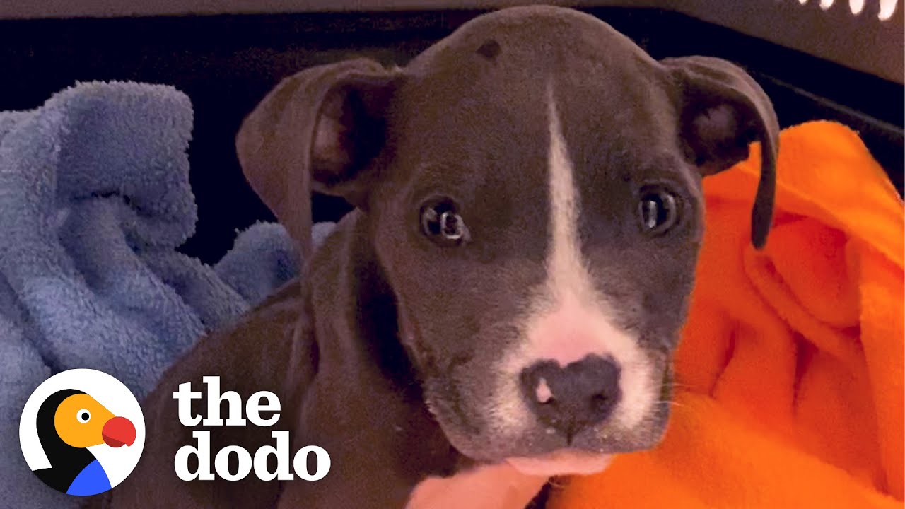 image How a rescued pit-bull puppy got her tail wags back