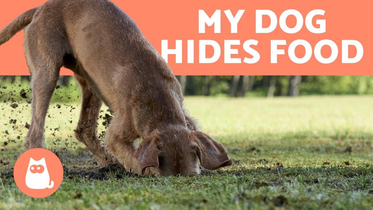 image Why dogs sometimes hide food (and what to do about it)