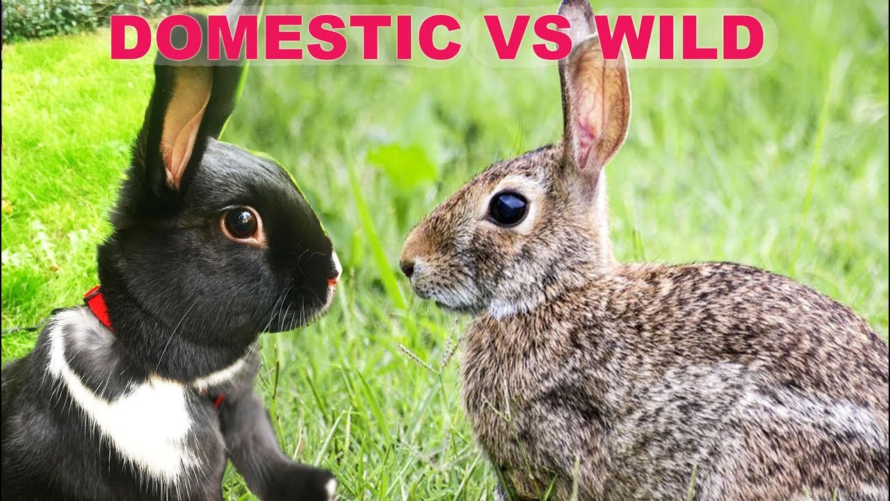 image Wild versus domestic rabbits &#8211; what are the differences?