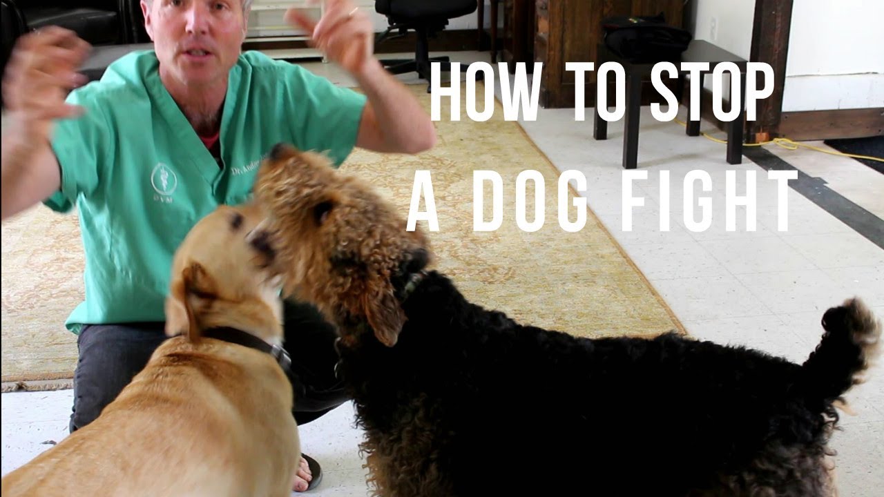 image How to break up a dog fight safely