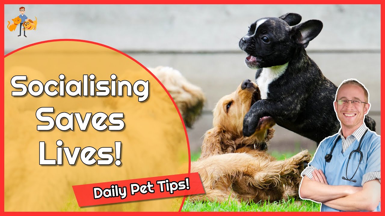 image Socialisation: new pet owners&#8217; most important task