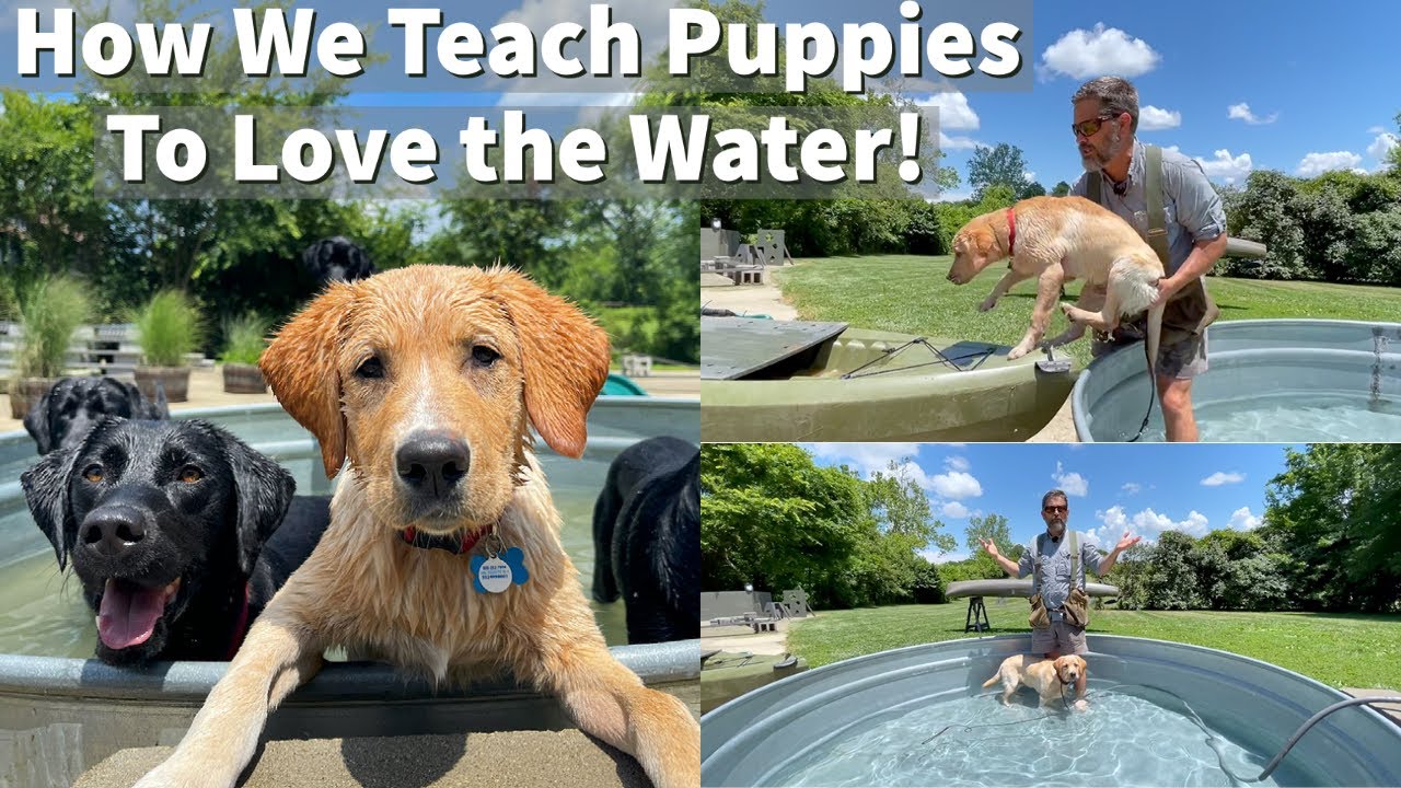 image Teaching puppies safe summer water play