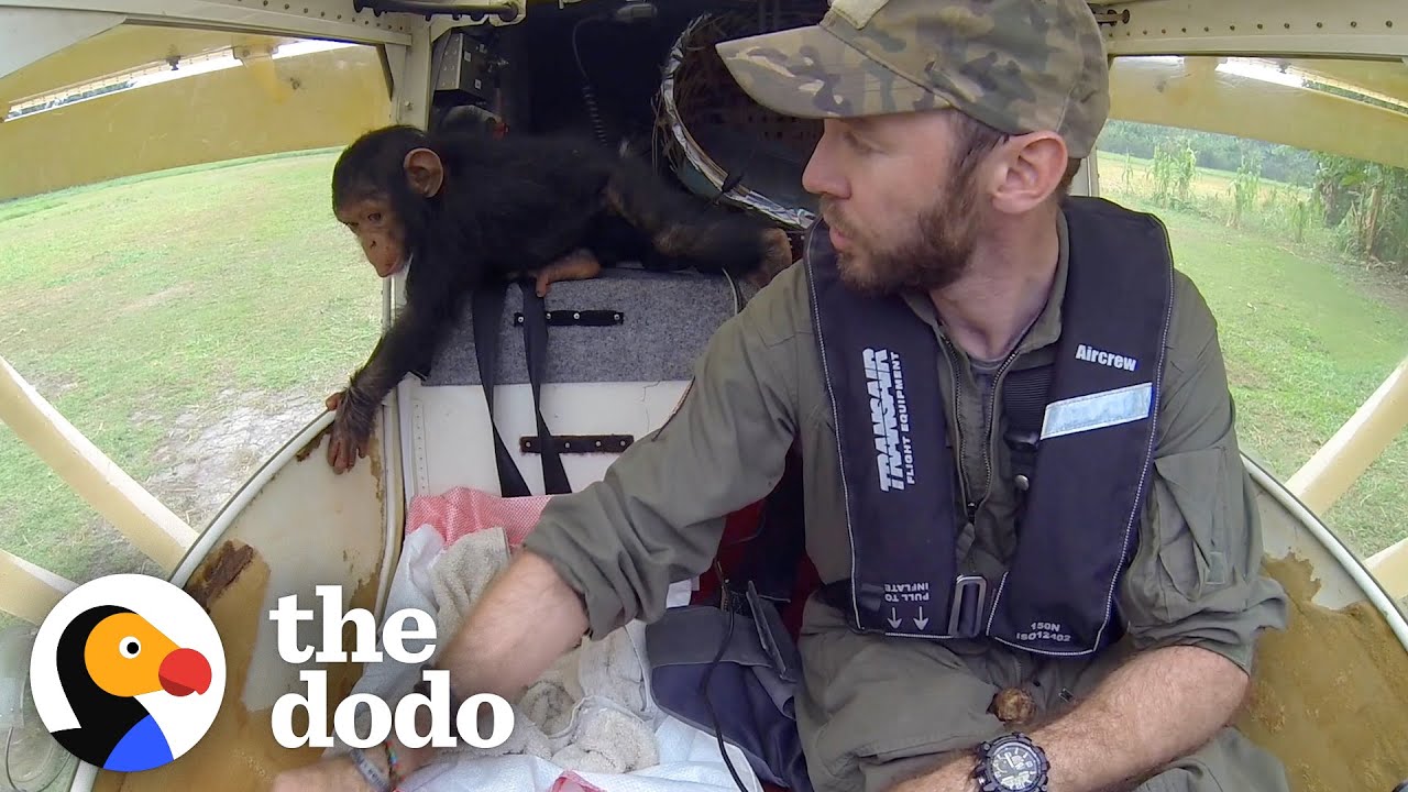 image How one pilot preps baby rescue chimps for their flight to new home