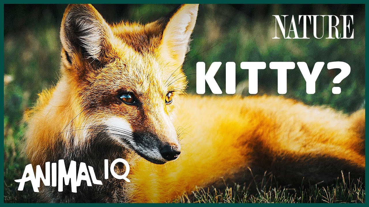 image Foxes: creatures with dog &#8216;hardware&#8217; and cat &#8216;software&#8217;?