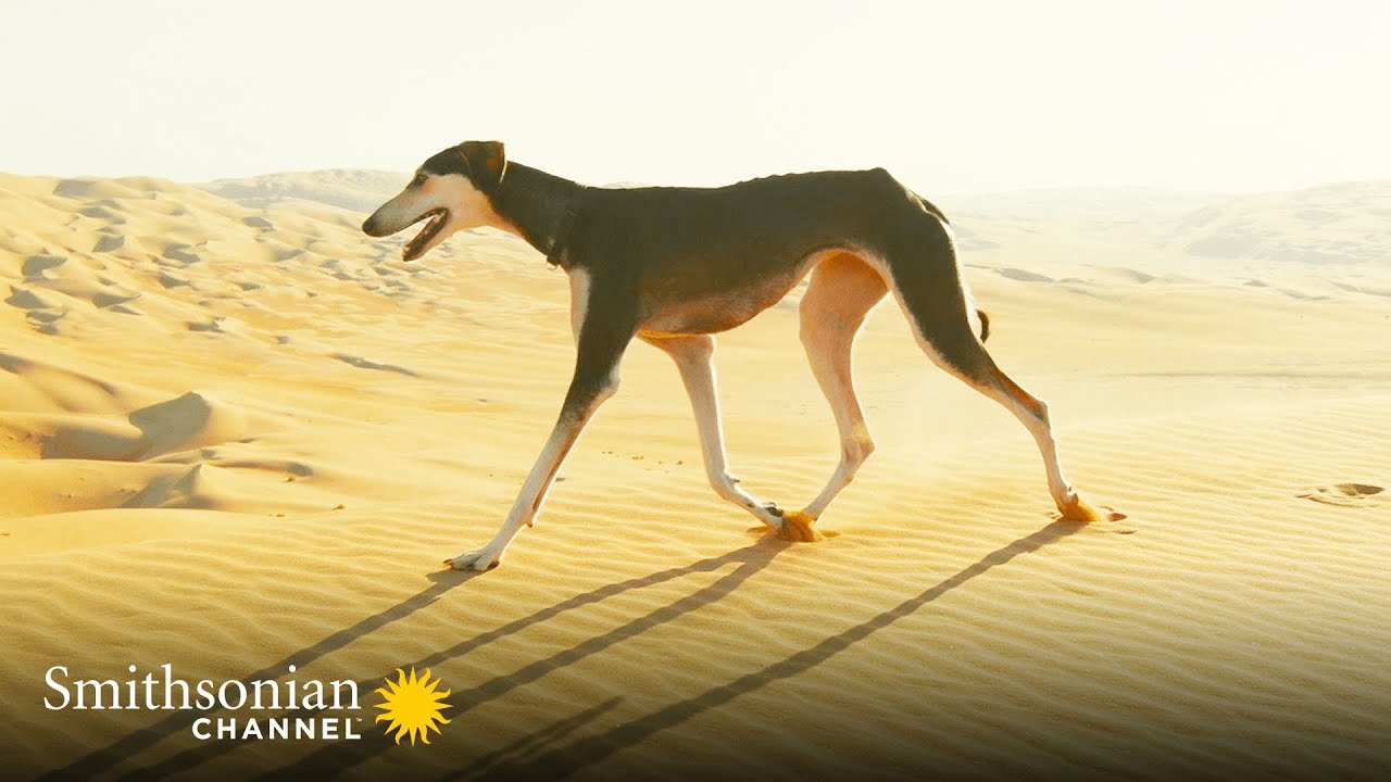 image Meet the breeds: Arabia&#8217;s fleet-footed Saluki