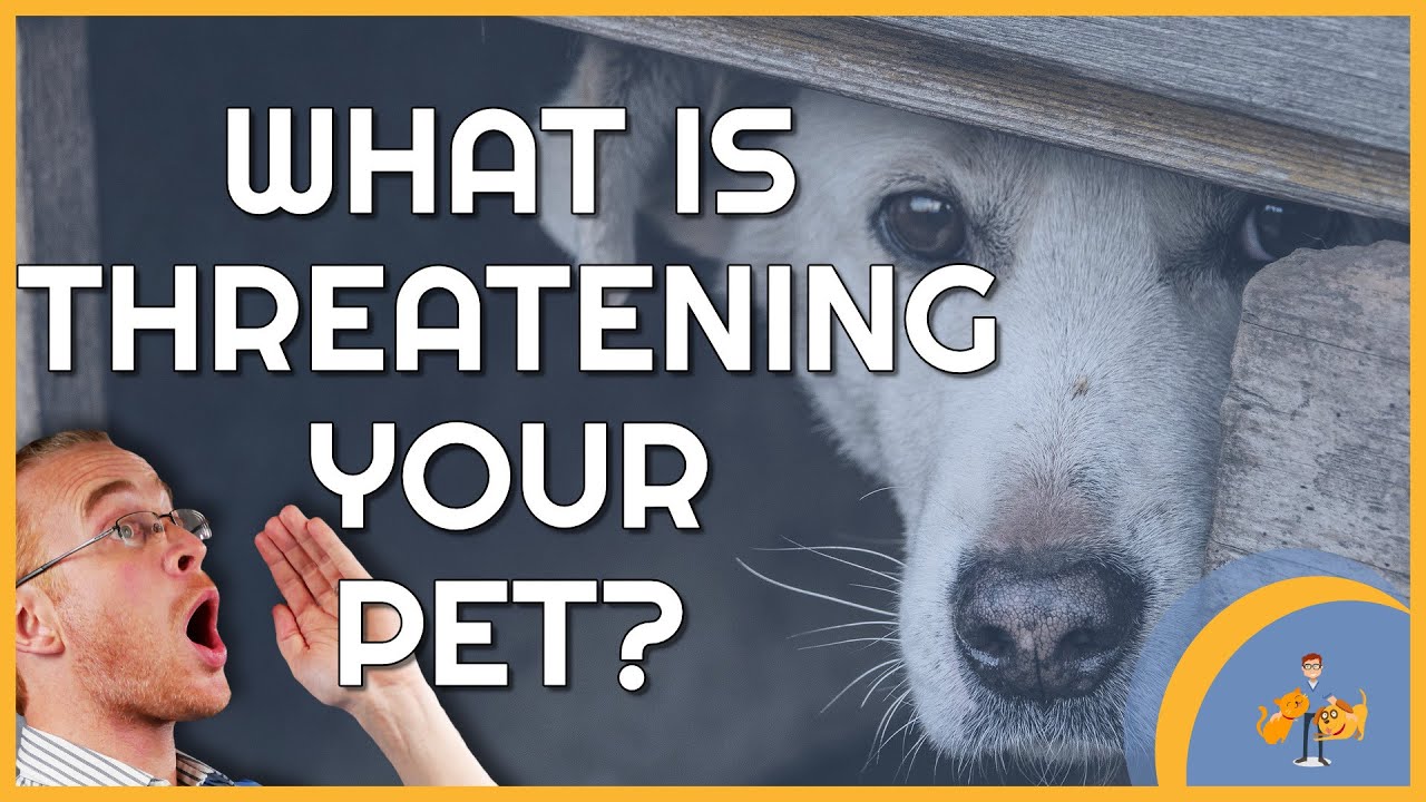 image The top 10 preventable health problems in dogs and cats
