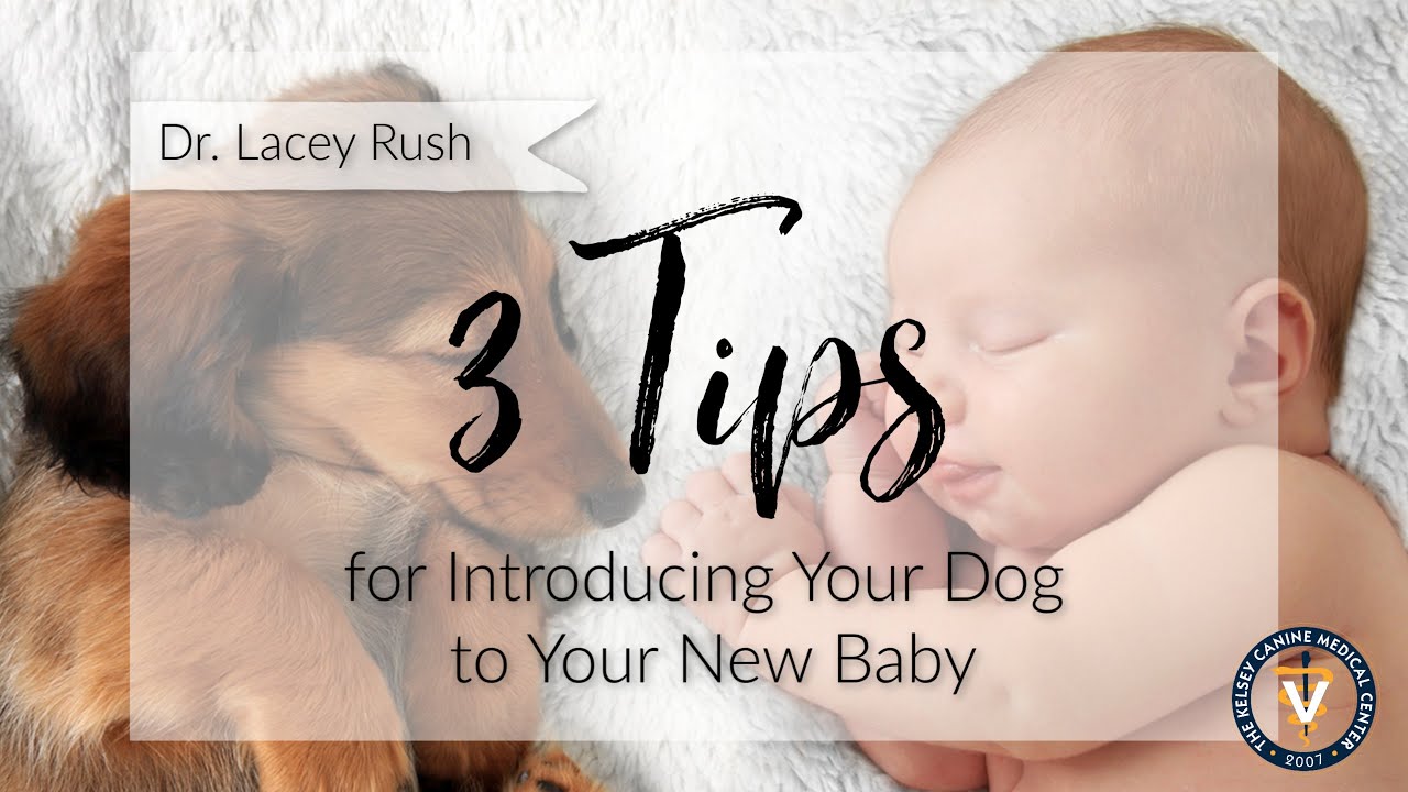 image How a family should introduce a new baby to their dog