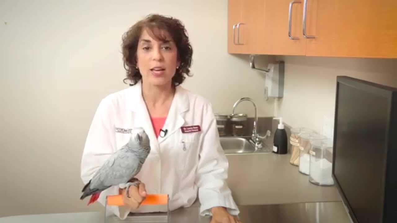 image What to consider before deciding to keep a bird as a pet