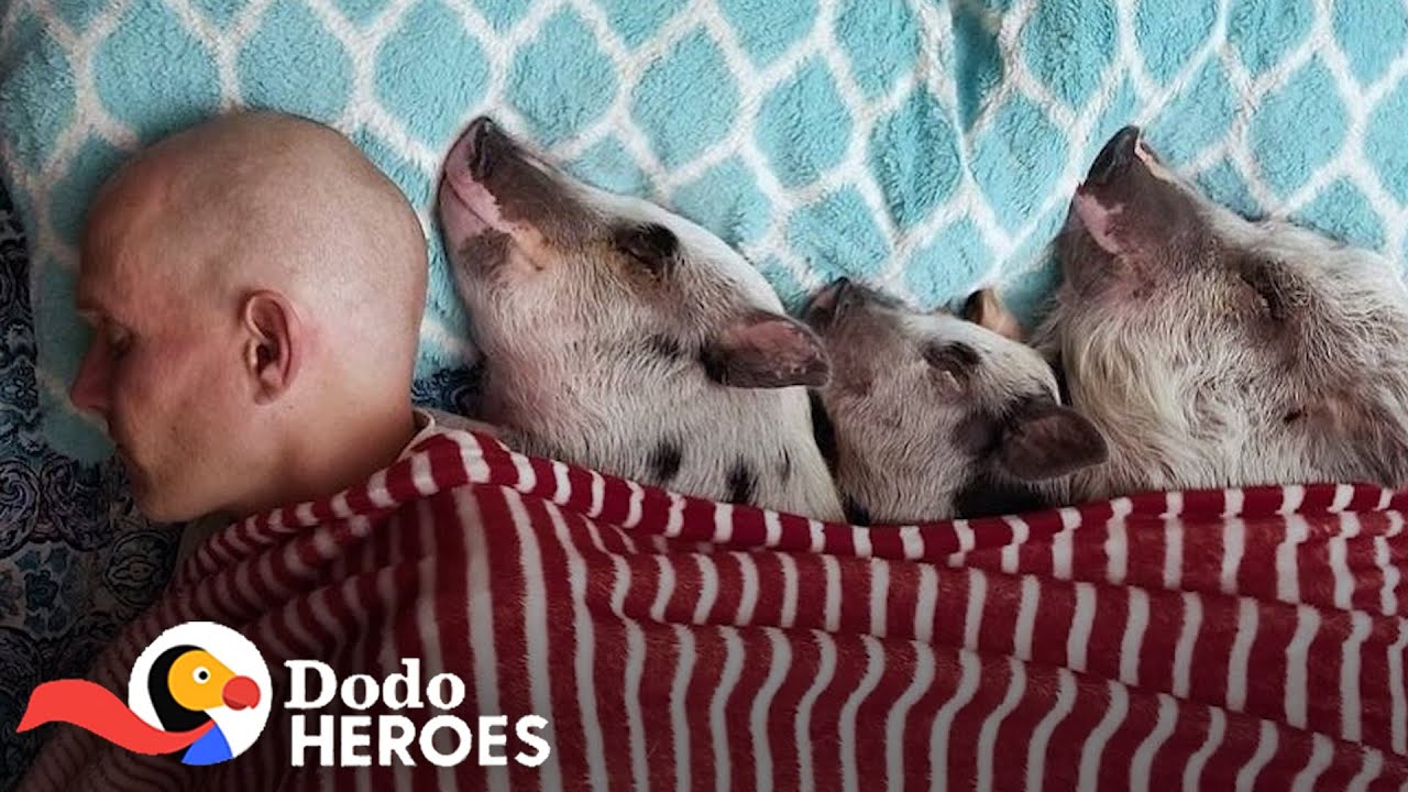 image A home full of rescued farm animals