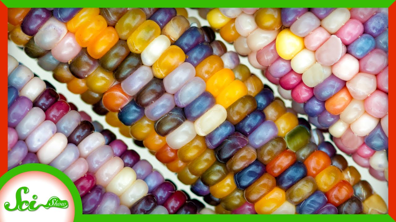 image The science behind the world&#8217;s most colourful corn