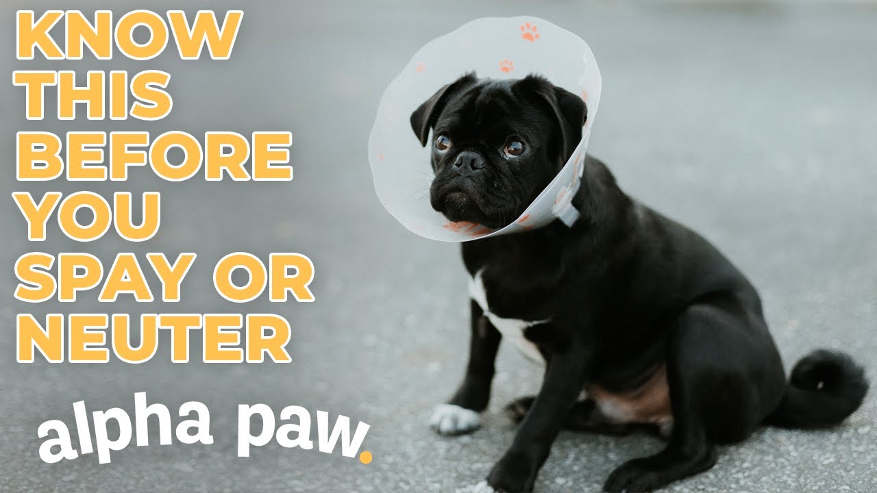 image What to know before spaying or neutering your dog