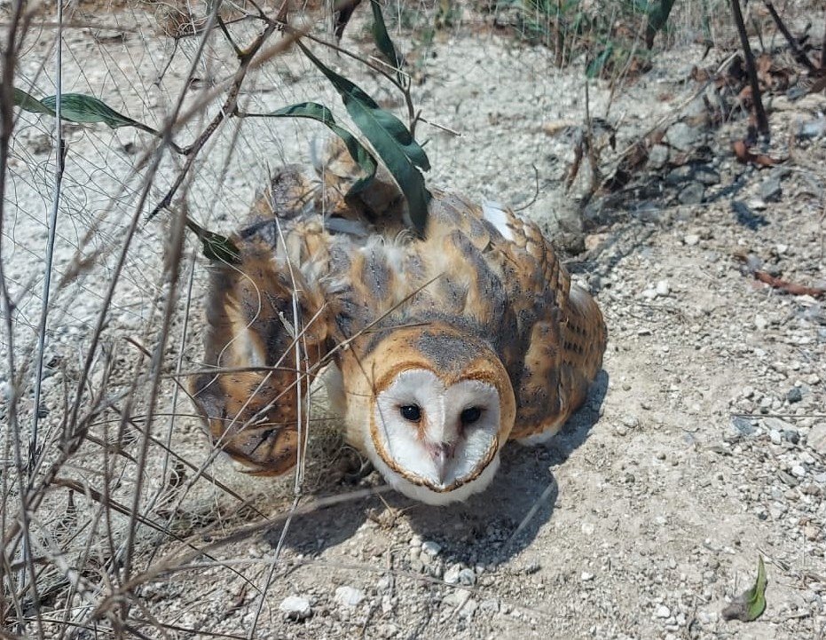 image CABS rescue barn owl caught in net