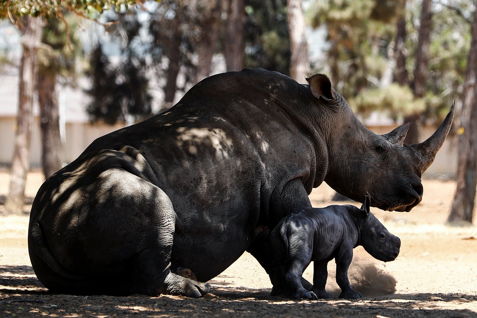 image Baby rhino born in Israeli zoo