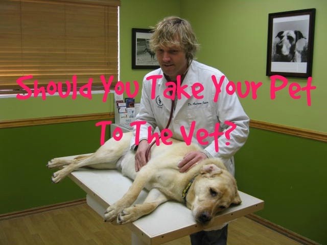 image When to choose a vet visit over home treating your pet